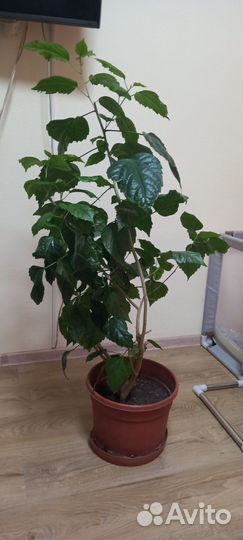 Гибискус китайская роза