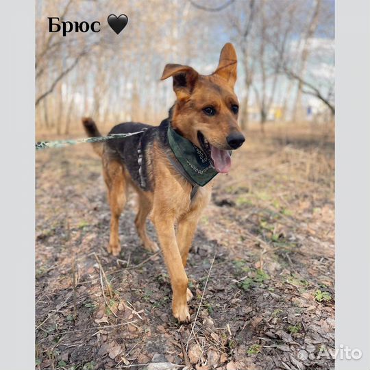 Брюс не должен жить в приюте