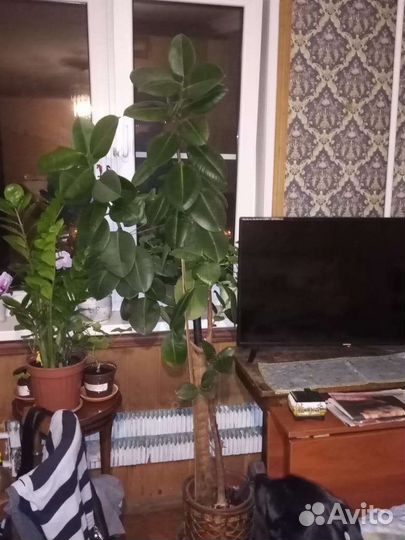 Фикус 2 метра в офис