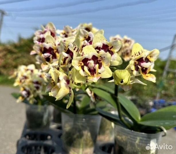 Орхидея бабочка