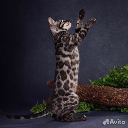 Бенгальская девочка из питомника