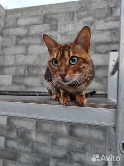 Бенгальская кошка