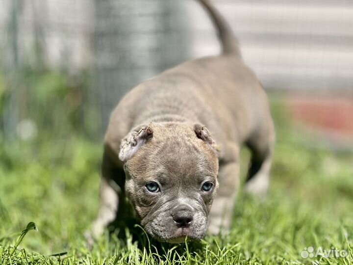 Американский булли щенки