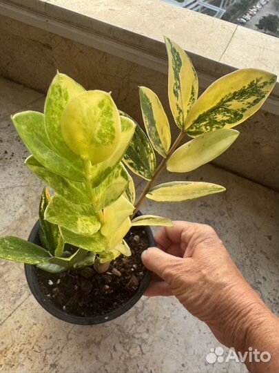 Замиокулькас Шорт Лив вариегатный