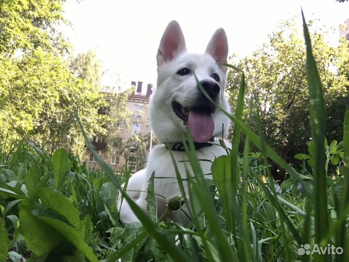 Хаски в добрые руки