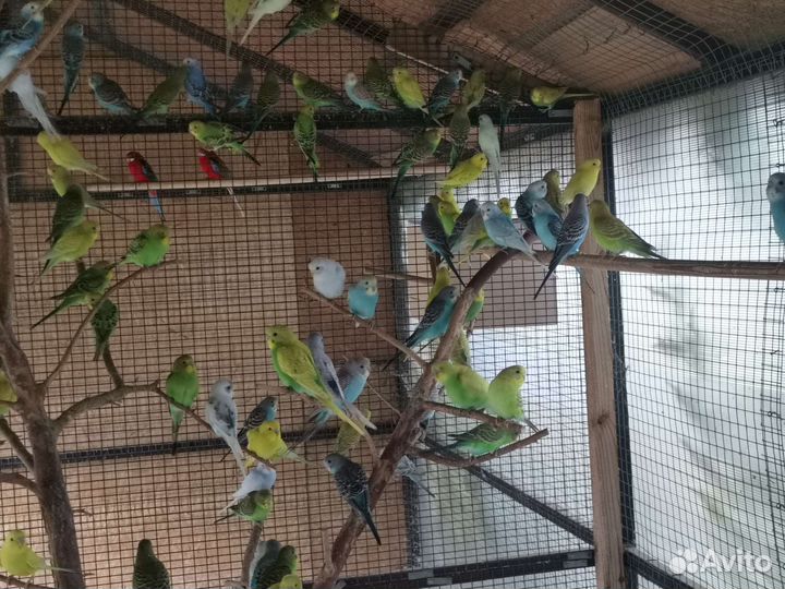 Волнистые попугаи молодняк