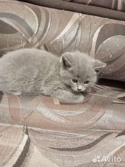 Британская