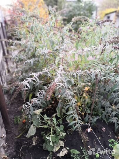 Будлея Давида Фиолетово- Голубая. зкс