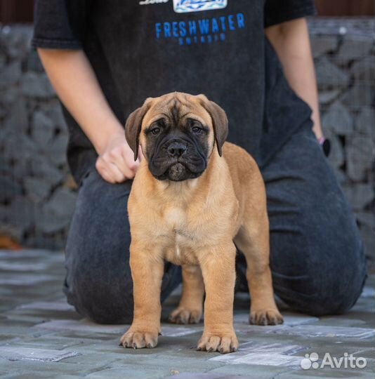 Бульмастиф