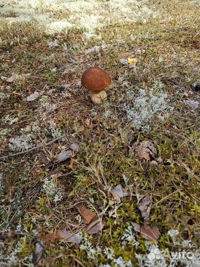 Продам клюкву, бруснику, грибы