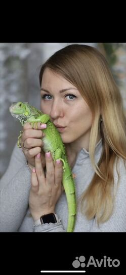 Животные утята цыплята на фотосессию в аренду