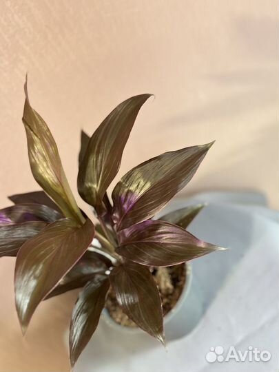 Кордилина Мамбо d12