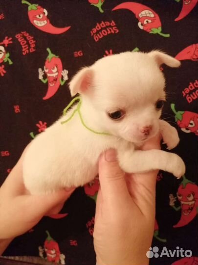 Чихуахуа разные окрасы