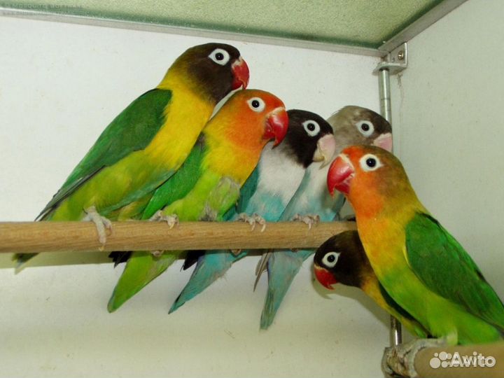 Волнистые попугаи Каррела Неразлучники