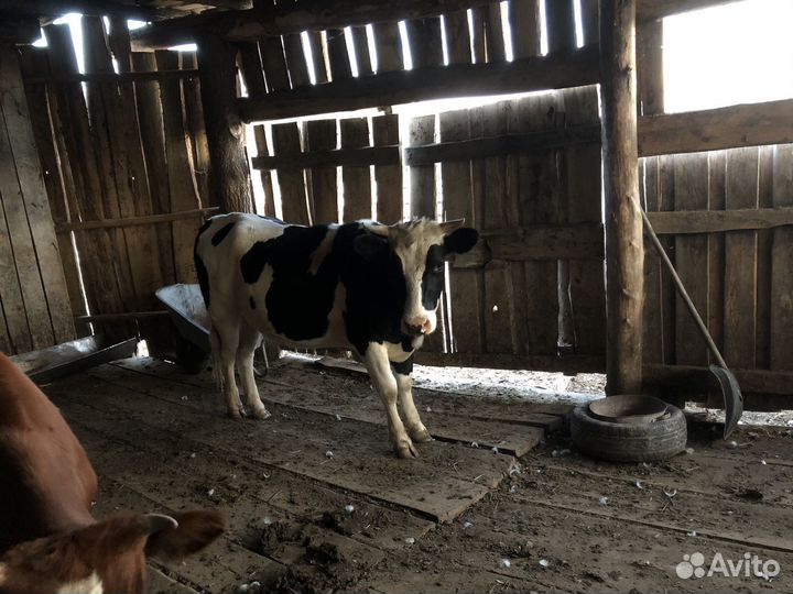 Коровы и телки стельные, бычки