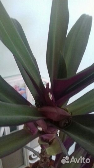 Рео цветок продаю или меняю