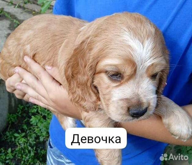 Кокер спаниель