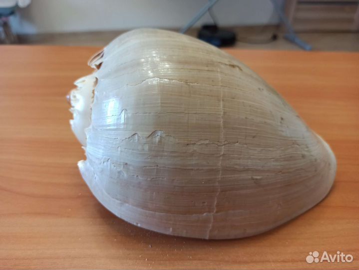 Морская раковина