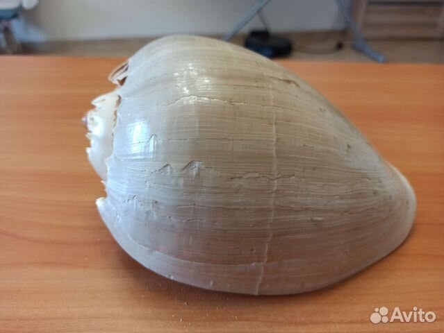 Морская раковина