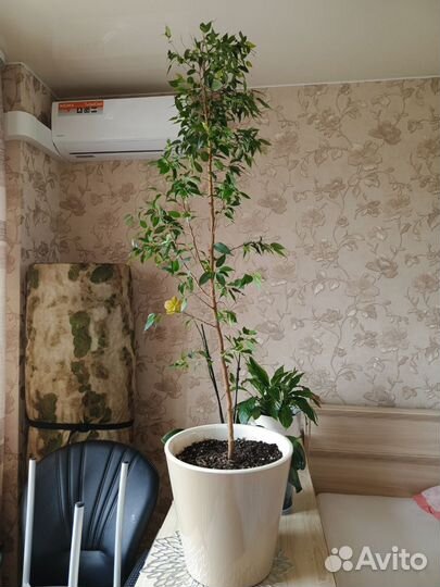 Фикус бенджамина большой