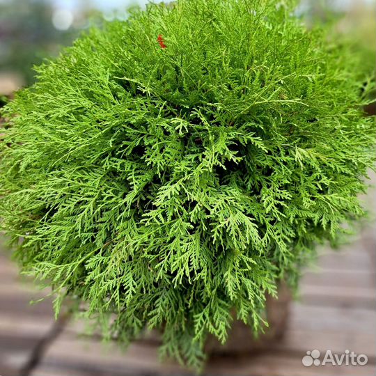 Туя западная Даника Ауреа экстра 60-70 см