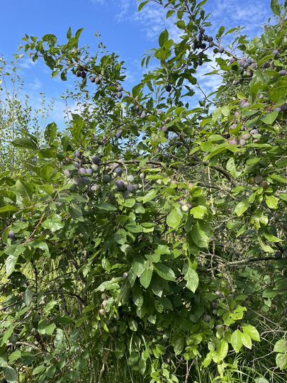 Участок 6,7 сот. (СНТ, ДНП)