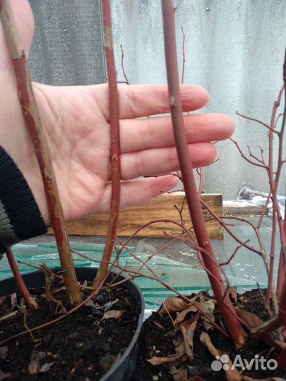 Голубика 12 сортов Дюк,ханна,патриот,спартан