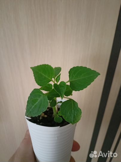 Махровые бальзамины