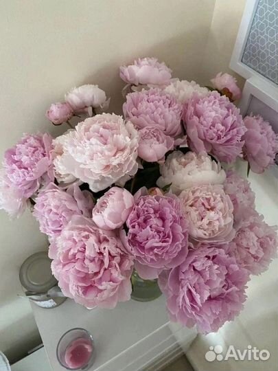 Пионы голландские