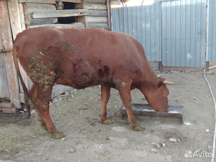 Телка и бычки