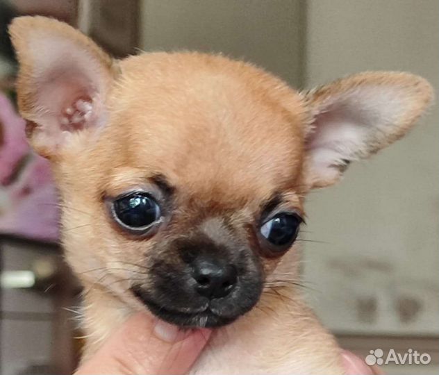 Щенки чихуахуа мини девочки