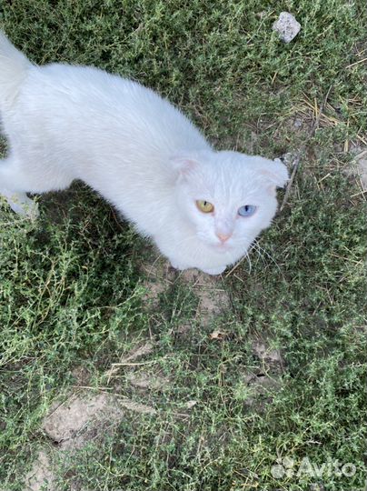 Кошки в добрые руки