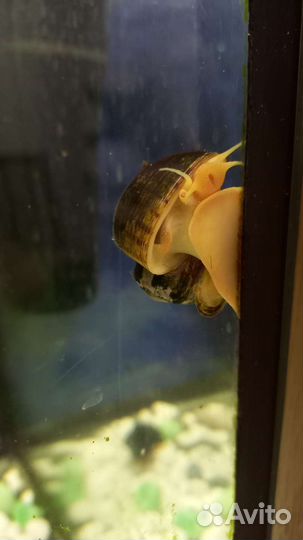 Аквариум с рыбками тернеция фиш