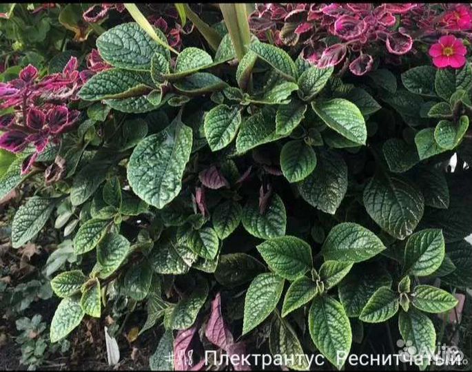 Плектрантус Реснитчатый Вегетативный Ампельный