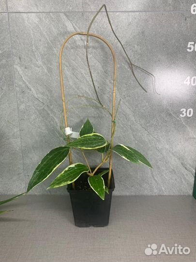 Хойя Macrophylla альбомаргината