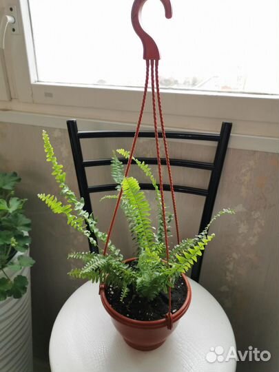 Папоротник нефролепис