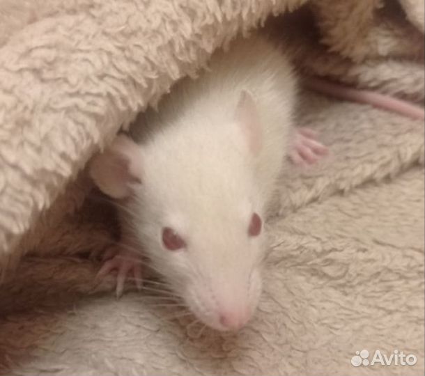 Крысы дамбо