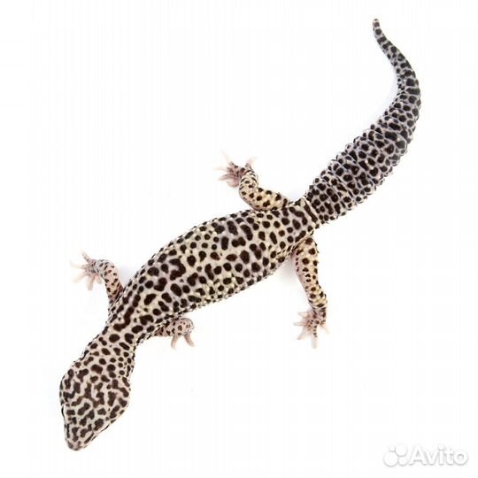 Эублефар пятнистый самка Mack Snow, L