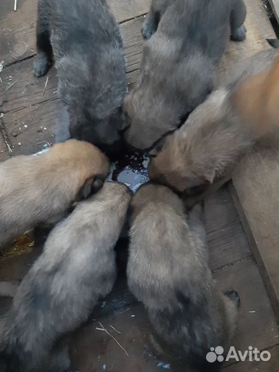 Отдам щенков в добрые руки бесплатно