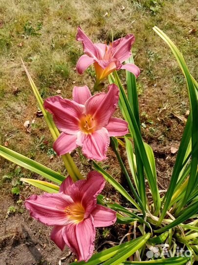 Бузульник, флокс, лилейник