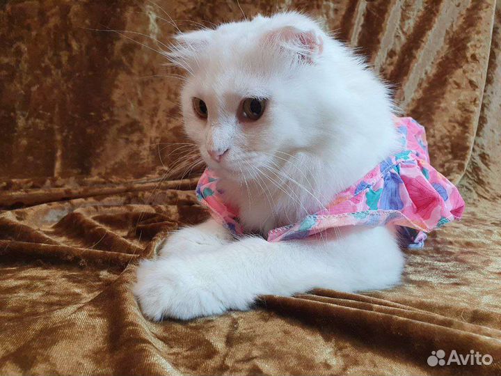 Белоснежная вислоухая кошка - в дар