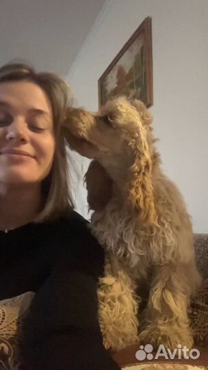 Догситтер, передержка собак