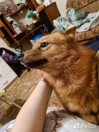 Вязка карело финская лайка