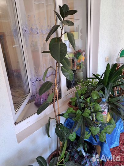 Панданус, Юкка, Фикус каучуконосный