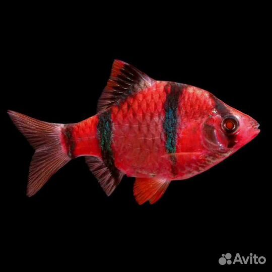 Рыбы Гло Фиш светящиеся, тернеции Glo, данио Glo