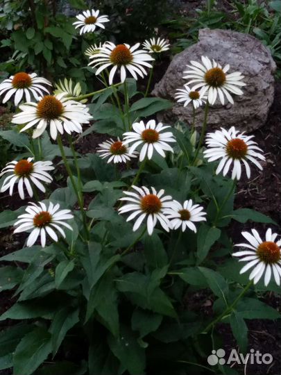 Эхиноцеи сортовые. Гвоздики