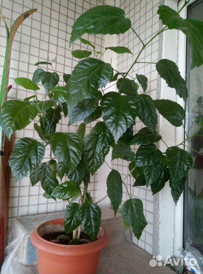 Фикус Циатистипула, Гибискусы