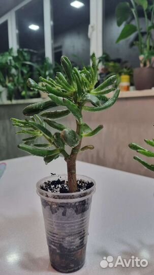 Крассула хоббит