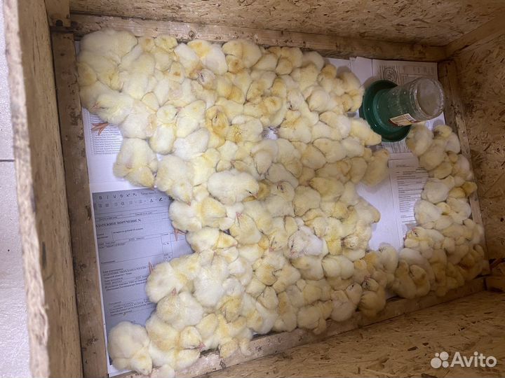 Цыплята кобб 500 инкубационное яйцо