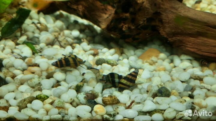 Улитка Хелена